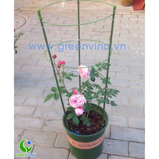 Combo 3 bộ giá đỡ hoa hồng cao 1,5m