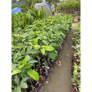cây giống bơ hass mỹ