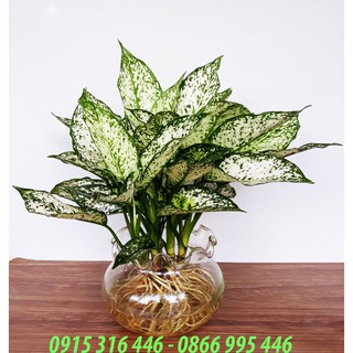 CÂY NGỌC NGÂN THỦY SINH ĐỂ BÀN