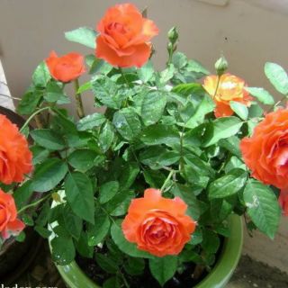 Hạt Giống Hoa Hồng Tỉ Muội - 20 Hạt - HÀNG CÔNG TY