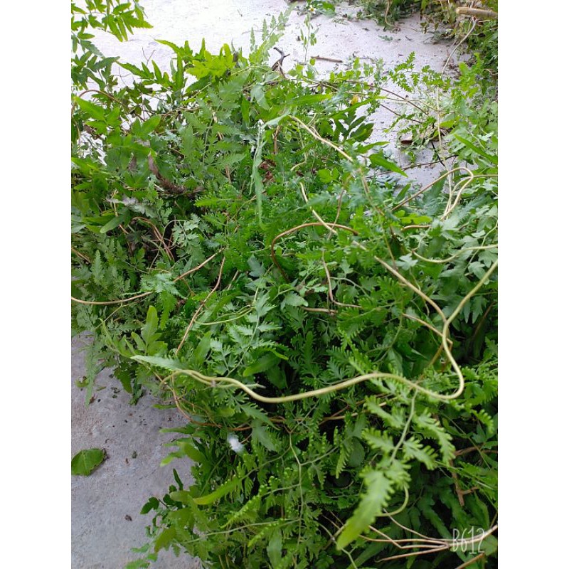 Dây bòng bong tươi