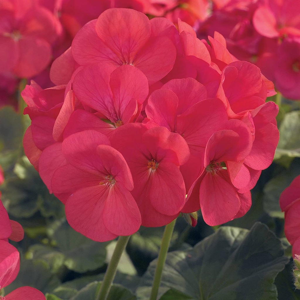 Maverick F1 Series Hạt giống phong lữ thảo vườn - Trắng - Hạt giống làm vườn hoa hàng năm - Pelargonium x hort