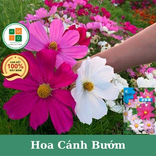 Hạt giống hoa cánh bướm khổng lồ, hoa sao nhá.i nhiều màu nở quanh năm