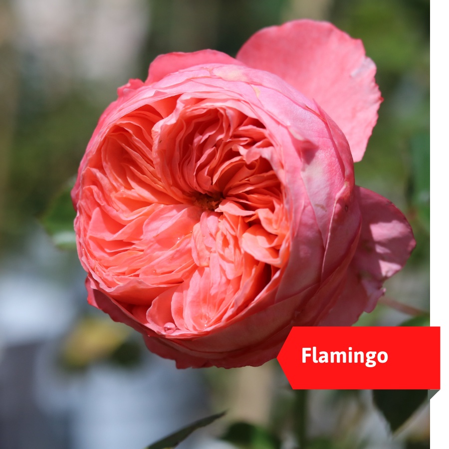 [Mã LIFEXANH03 giảm 10% đơn 500K] Cây hoa hồng Flamingo hoa màu cam lửa đẹp, kích thước (45-60cm) có nụ.hoa