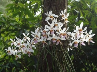 Lan rừng tóc tiên