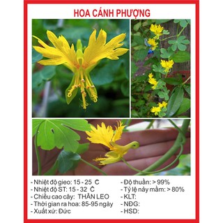 Combo Hạt Giống 100K tùy chọn