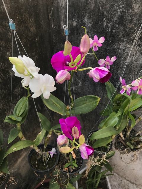 Hoa Lan Denro màu trắng hồng cây đang nụ