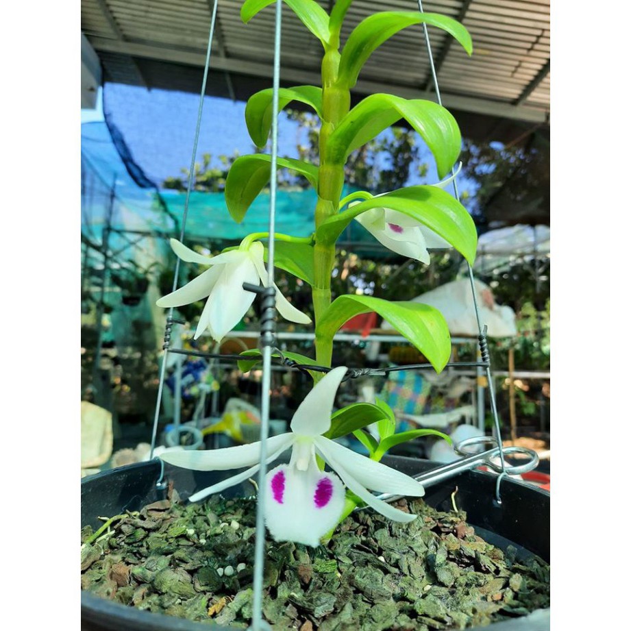 Lan Phi Điệp 🎁Mua 3 Tặng 1🎁 5ct Phú Thọ - HO - Bảo Duy - Bạch Tuyết [ Cây Giống ]