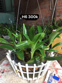 1 chậu sơn thuỷ tiên thuần