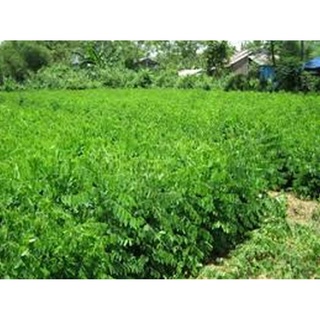 Hạt giống rau bồ ngót - gói 1 gram