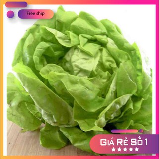 Hạt giống Xà lách Búp (3g)