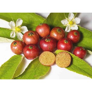 Cây giống trứng cá
