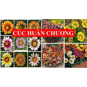 [Gói 150 hạt] Hạt Giống Hoa Cúc Huân Chương F1-Dễ trồng-Hoa nở đẹp