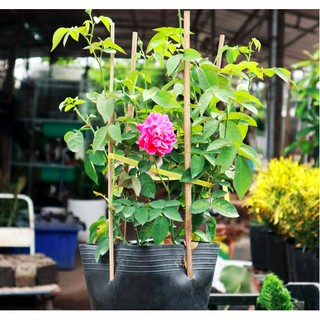 Cây hoa hồng leo tường vy - giao cây 30-40cm - Trang Flowers