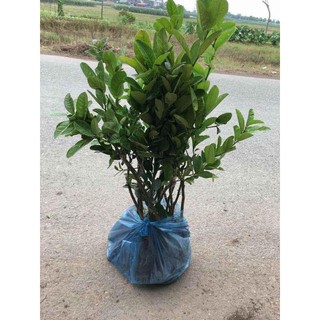 cây giống phật thủ