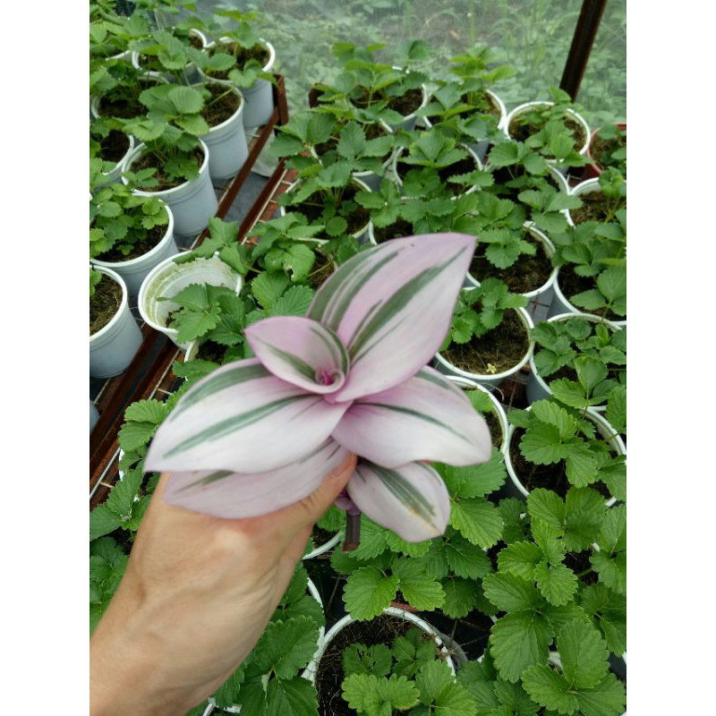 1 nhánh giống THÀI LÀI HỒNG