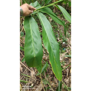 cây riềng làm giống