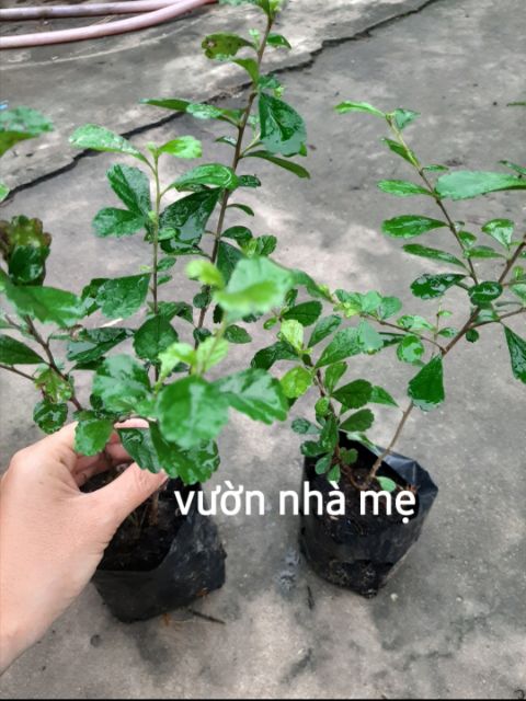 Cây bùm sụm, cùm rụm