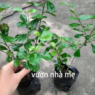 Cây bùm sụm, cùm rụm