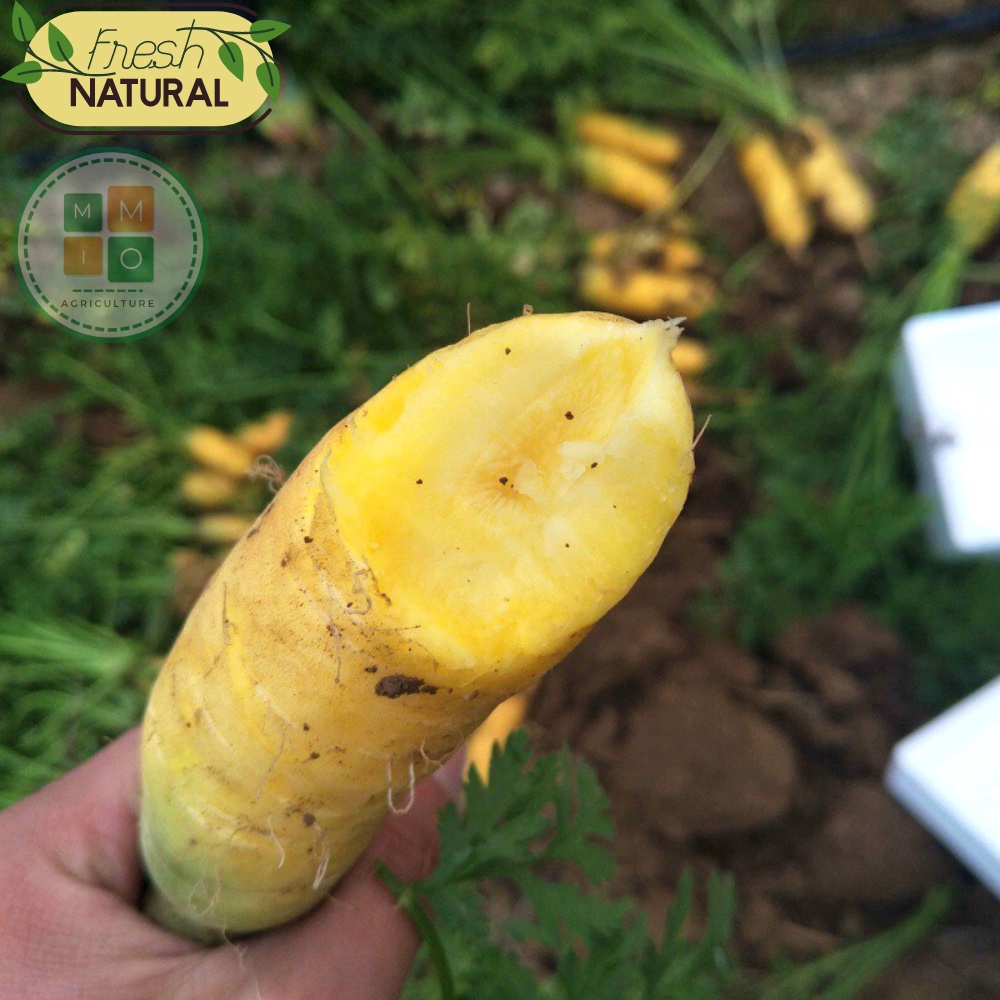 Hạt giống cà rốt vàng Hàn Quốc