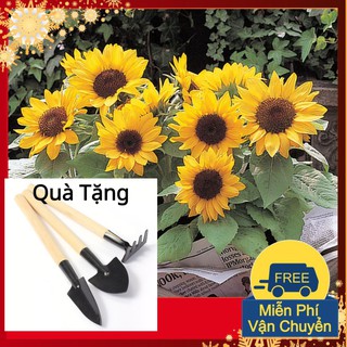 Hạt Giống Hoa Hướng Dương Lùn Tặng Bộ Dụng Cụ Mini Trồng Cây Tặng Bộ Dụng Cụ Mini Trồng Cây
