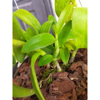 Phi điệp, giả hạc cánh xanh
