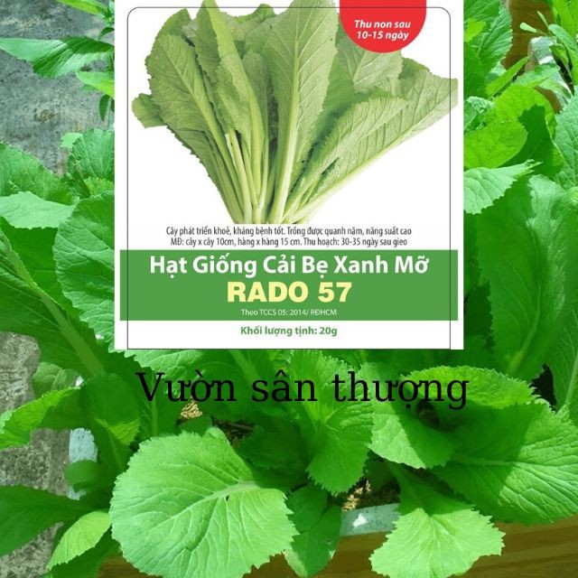 [Rạng Đông] Hạt Giống Cải Bẹ Xanh Mỡ Rạng Đông RADO 57 Dễ Trồng, Năng Suất Cao (20gr)