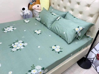 Bộ ga - gối cotton poly