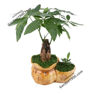 Chậu kim ngân hũ đựng tiền vàng size to - Cây phong thủy phú quý - Garden1900
