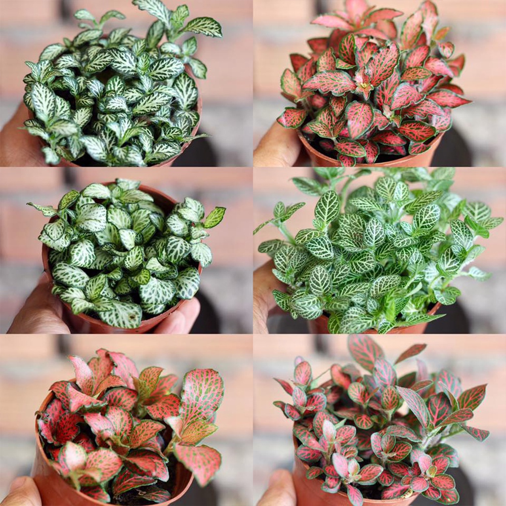Lá may mắn (cẩm nhung/fittonia) các loại, dễ trồng hoặc ghép tiểu cảnh