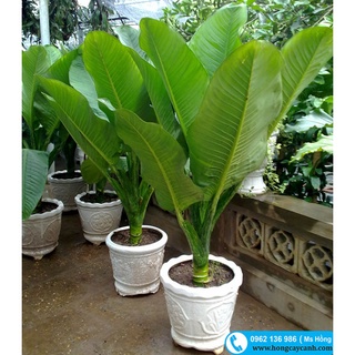 Cây đại phú gia ii cây cảnh ii cây nội thất