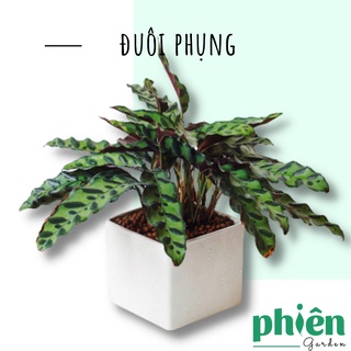 Cây Đuôi Phụng Calathea Lancifolia để bàn kèm chậu gốm