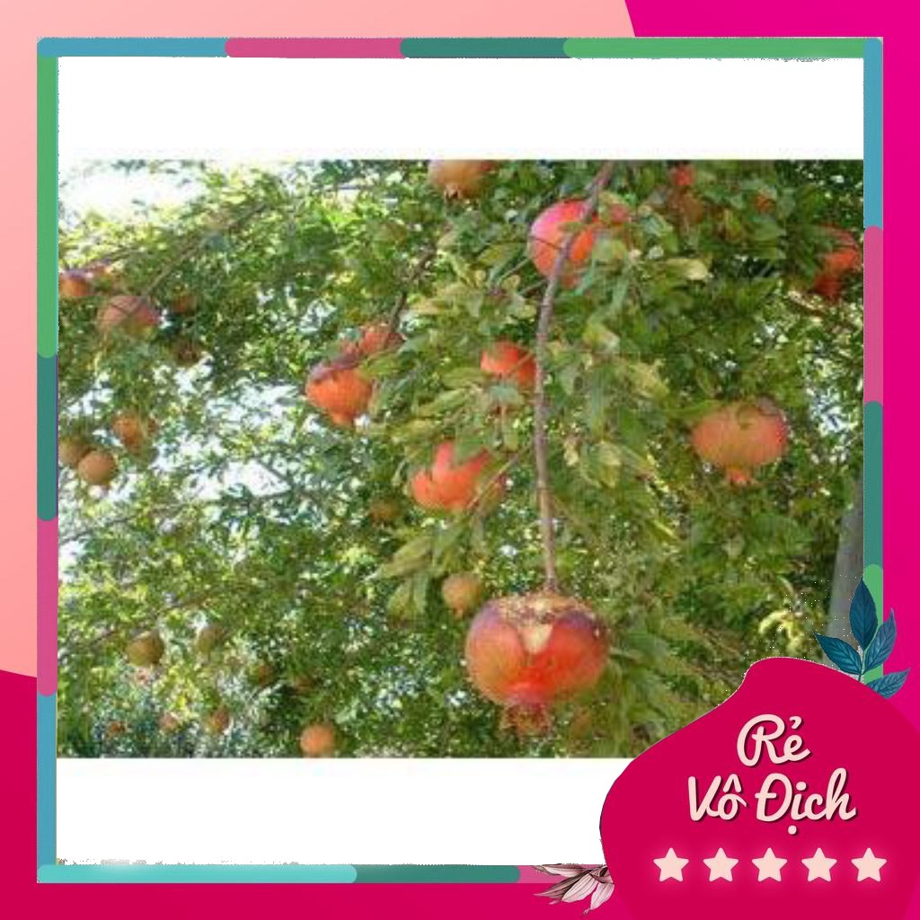 Cây giống lựu đỏ cảnh, cây lựu giống, cây lựu đỏ trồng chậu - caygiong-f1
