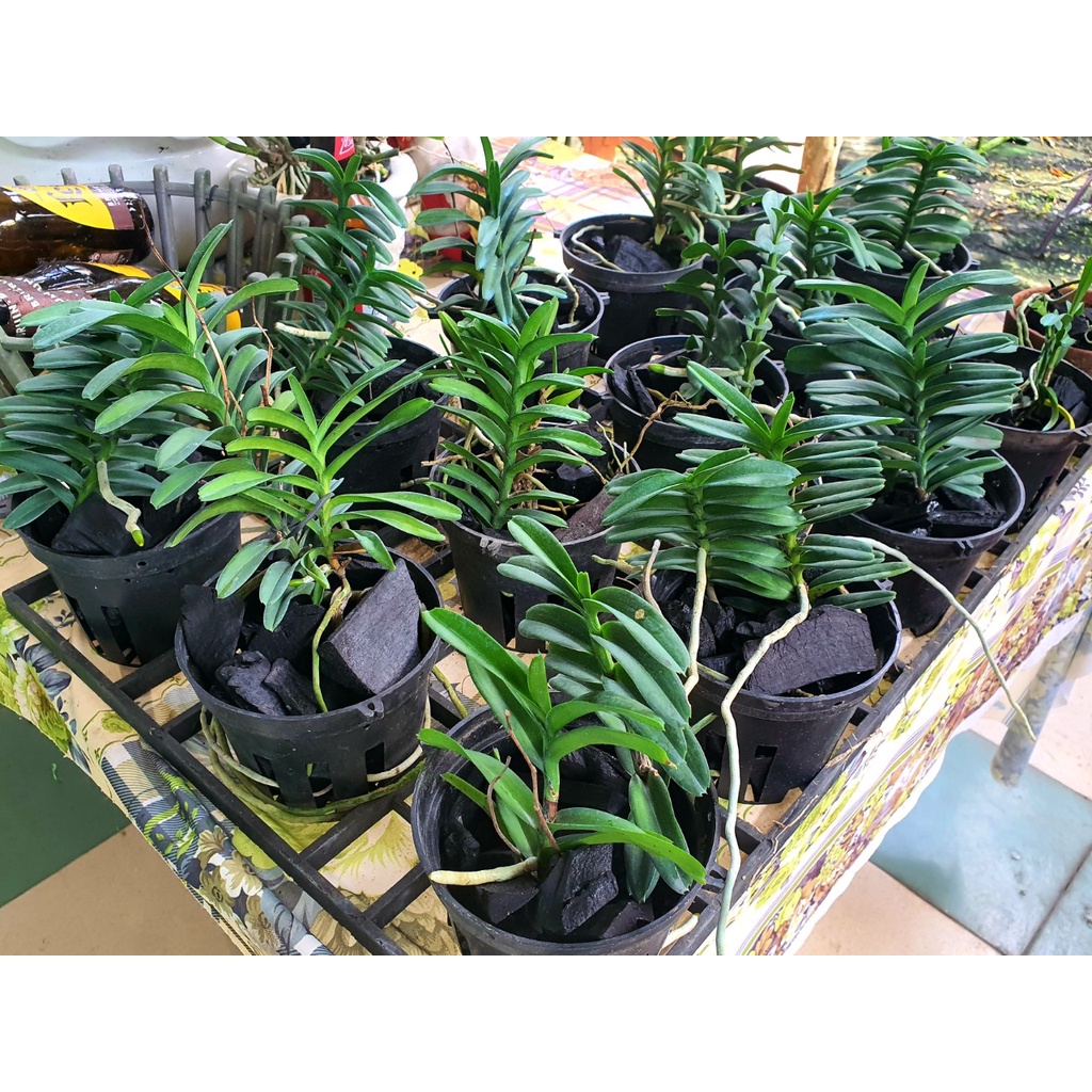 Lan Cù Lao Minh - Loài Lan Đặc Chủng Của Việt Nam
