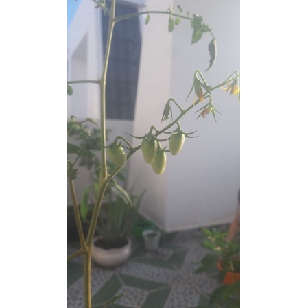 Phân bón humic usa