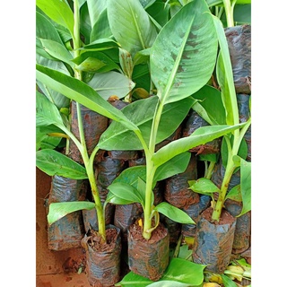 Cây giống chuối cau (cho trái siêu sớm)