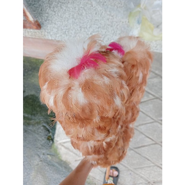 Chổi Lông Gà Thật Quét Bụi Dài 65cm Loại Tốt, Chổi Quét Bụi Size Lớn