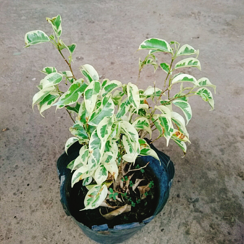 Cây Si Bonsai Cẩm Thạch - cây cảnh bonsai - caykiengsadec