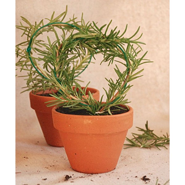 Hạt Giống Cây Hương Thảo Rosemary 20 hạt/gói