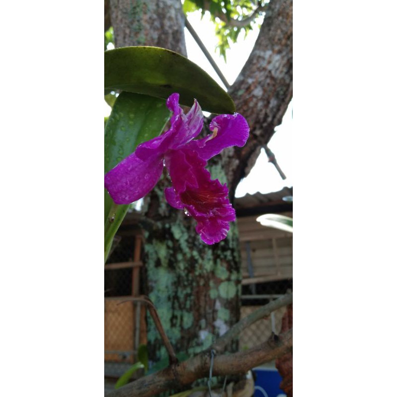 Lan cattleya tím Hàn Mặc Tử.