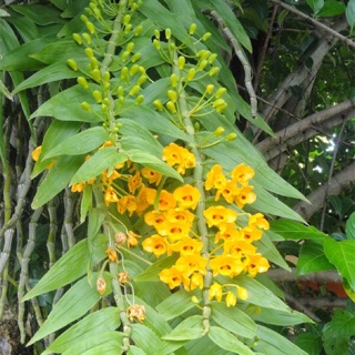 Phi điệp vàng. 2kg