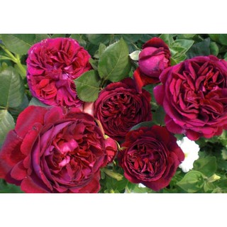 [TẶNG.KÍCH.RỄ] HOA HỒNG LEO RED EDEN