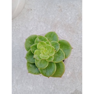Sen đá xanh ngọc size vỉ