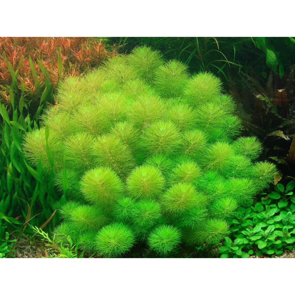 TIỂU BẢO THÁP - Limnophila sessiliflora