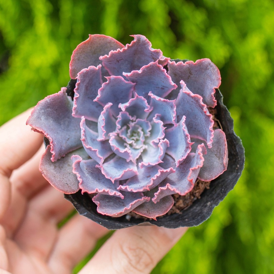 Sen đá bắp cải tím 5-7cm