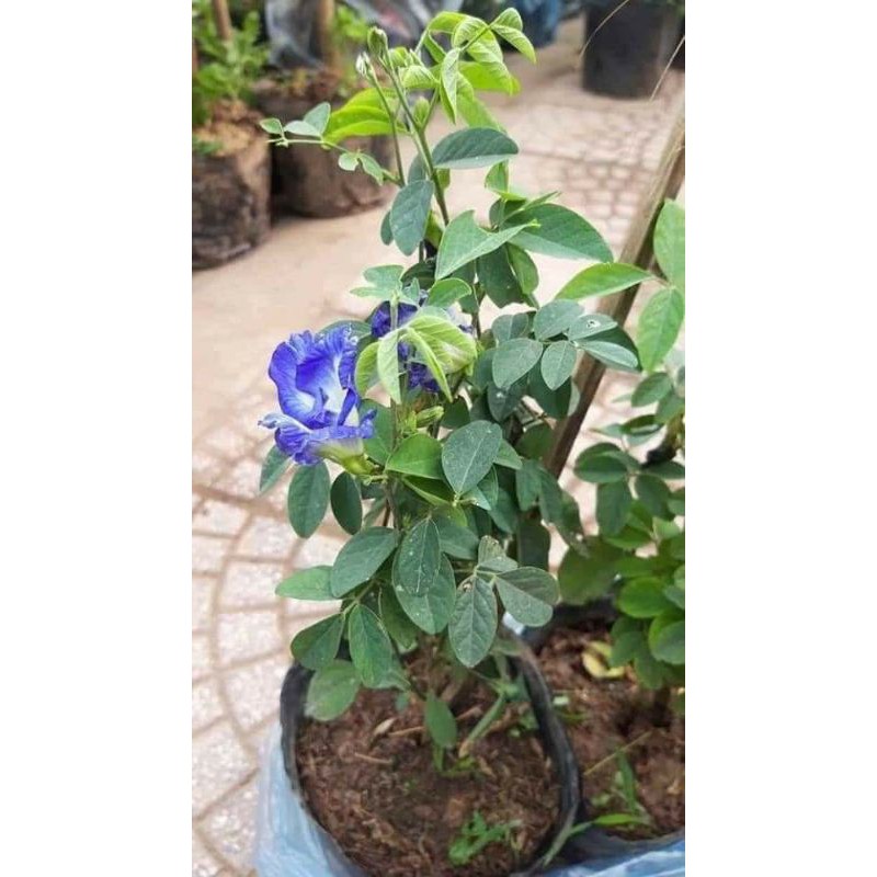 Cây giống đậu biếc