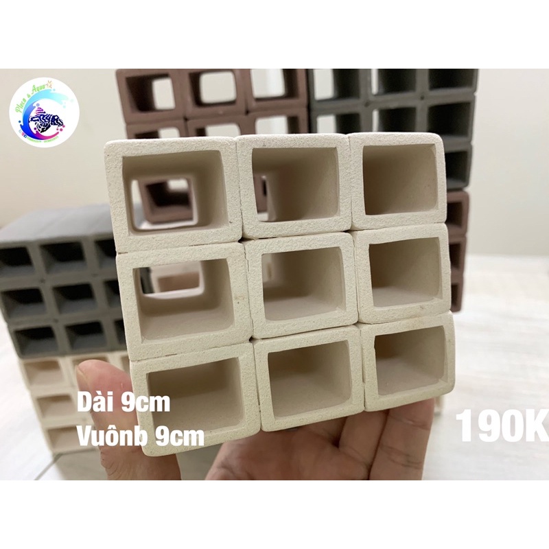 Hang Pleco “HANG 9 LỖ NHỎ - 190K”