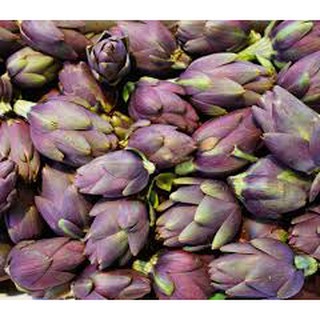 10h - hạt giống atiso tím