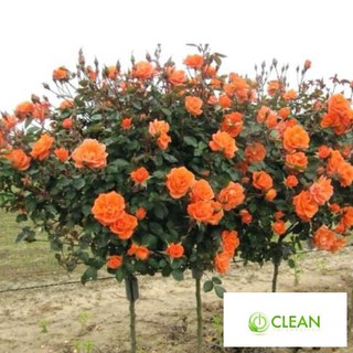 Hạt giống Hoa hồng Thân gỗ (gói 10 hạt nhiều màu)