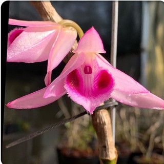 Lan giả hạc rừng nhân ki